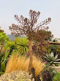 Image result for Cussonia