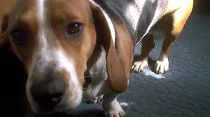 Basset hounds are extremely kind and easygoing. Is The Delightful Beagle Basset Hound Mix A Good Family Dog K9 Web
