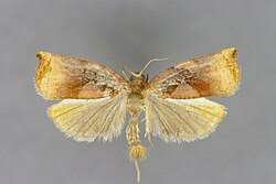 Image result for Archips podanus