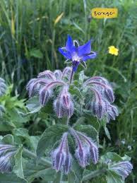 Image result for Borago officinalis