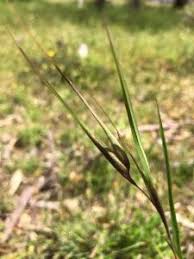 Image result for Themeda