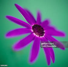 Image result for tbn:HNtrRnQBmFuaxM::www.bluechopsticks.com/img_large/800CC_0805S1015.jpg