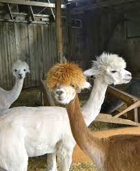 The camels body wastes no water. Free Images Hair Cute Shed Zoo Fur Livestock Brown Wool Fauna Llama Alpaca Face Head Lama Llamas Vertebrate Funny Domestic Vicuna Farm Animals Camel Like Mammal 2047x2501 1066706 Free Stock Photos Pxhere