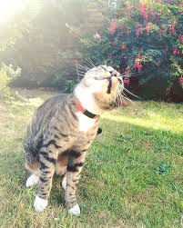 Cats World Cats Cat Photo Cat Lovers