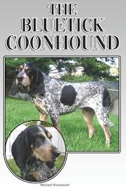 Brains, instinctual cold nose, tight tough feet, loud ball mouth, accurate locators, huge heart, classic hound looks and excellent temperament. The Bluetick Coonhound A Complete And Comprehensive Beginners Guide To Buying Owning Health Grooming Training Obedience Understanding And Caring For Your Bluetick Coonhound Stonewood Michael 9781091247246 Amazon Com Books