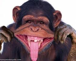 22 Funniest Monkey Face Pictures That Will Make You Laugh Monkey Pictures Funny Monkey Pictures Laughing Animals