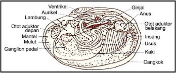 Pengolahan kulit kerang dapat dilakukan dengan cara kimia dan mekanik. Biologi Gonzaga Pelecypoda Mollusca