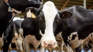 Upload your creations for people to see, favourite and share. Dairy Bad For Animals And The Planet Viva The Vegan Charity