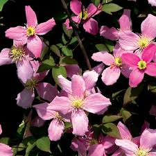 Hi clematis folks, does anyone know about growing clematis in zone 10 florida? Clematis Montana Freda Clearview Horticultural Products