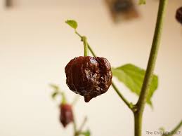 If not, how do you fertilize the seeds inside chillies so they will grow? How To Grow Chili Peppers Indoors And Outdoors The Chili Life
