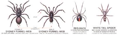 Spider Identification Chart Venomous Or Dangerous