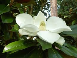 1, 2) is widely distributed but. What Is A Southern Magnolia Tree Facts Home Stratosphere