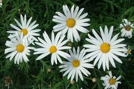Crazy daisy is an awesome place for those who like to dance on the bar, open from 18:00 until the last guest leaves. Marguerite Daisy Steemit