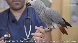 Pasari Papagalul Gri African Papagalul Yaco Youtube