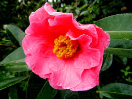Camellia Reticulata Mouchang Flowers Camellia Plants