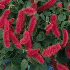 Image result for Acalypha volkensii