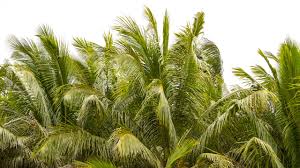 This contributes to the disparities in characteristics and features. To Save This Palm Filled Paradise Biologists Must Kill The Trees Science Aaas