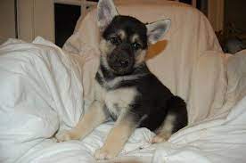 Litter Of 7 Gerberian Shepsky Mix Puppies For Sale In Annandale Va Adn 53261 On Puppyfinder Com G Puppies For Sale German Shepherd Mix Puppies Shepsky Puppy