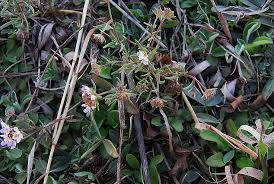 Image result for Melanospermum