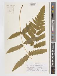 Image result for Blotiella natalensis