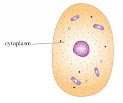 ZITOPLASMA