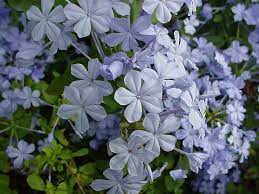 Sun & shade border perennials, hydrangea, lavender, roses & much more. Texas Superstar