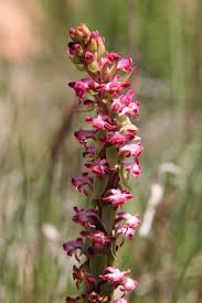 Image result for Satyrium schimperi