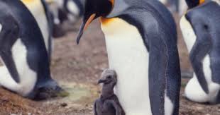Birds That Cannot Fly Are Called King Penguins King Penguin Penguins Types Of Penguins