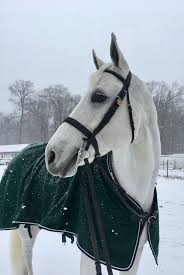 Snow Princess Winnie Cor De La Lune Cute Horses Show Horses Pretty Horses