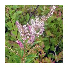 Image result for Spiraea billardii