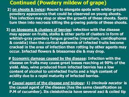 Check spelling or type a new query. Powdery Mildew Of Grape Prezentaciya Onlajn
