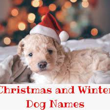 Your dog will learn to associate her new name as something positive. 200 Christmas And Winter Names For Dogs Pethelpful
