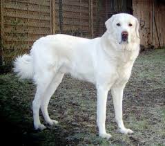 Whitehead Anatolian Shephered Dog Akbas The Only Race In The World With Mastiff And Greyhound Features Selected As The Best Livestock Guardian In Kopek Akbas
