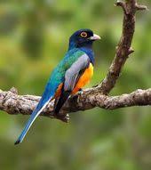 Kings Birds Beautiful Bird Photography By Celso De Castro Photography Kings Kus Resimleri Hayvanlar Kus