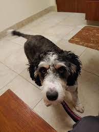> providing care to fort wayne since 1968! Fort Wayne Pet Hospital 7505 Lima Rd Fort Wayne In 46818 Usa