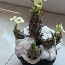 Image result for Euphorbia zambesiana