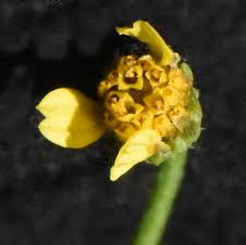 Image result for Bidens oligoflora