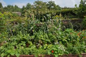 so geht permakultur schaff dir ein kleines paradies wurzelwerk