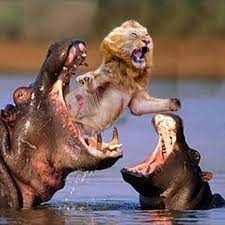 Animal Fighting Scenarios 2 updated their profile picture.