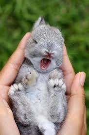 18 Photos Of Baby Animals Yawning Because Baby Animals Yawning Omg That Is The Cutest Thing I Have Ever Baby Animals Funny Cute Animal Pictures Baby Animals