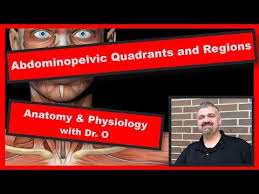 The abdominopelvic region can be divided into four quadrants. Video Abdominopelvic Quadrants And Regions