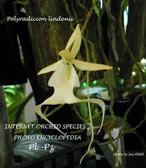 Image result for Polystachya kermesina