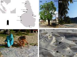 Yap kim wei, business development manager. Elucidating The Diet Of The Island Flying Fox Pteropus Hypomelanus In Peninsular Malaysia Through Illumina Next Generation Sequencing Peerj