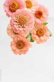 Find the perfect coral colored flowers stock photos and editorial news pictures from getty images. Closeup Zinnias By Kristin Duvall Arrangement Flower