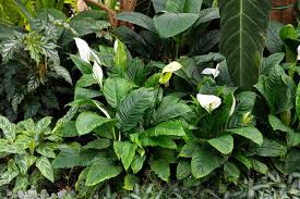 Image result for Spathiphyllum