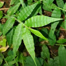 Image result for Oplismenus undulatifolius