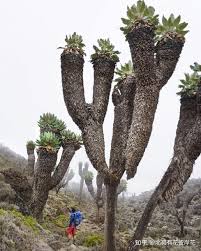 Image result for Dendrosenecio