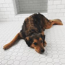 The parents are the 3rd and 4th smartest dog. Golden Shepherd 101 Dogs That Will Light Up Your World Animalso