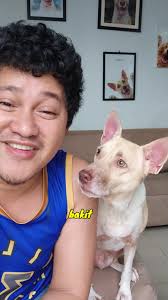 Dog Theopot Sings 'Rain Rain Go Away'