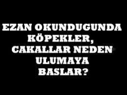 Ezan Okundugunda Kopekler Cakallar Neden Ulumaya Baslar Youtube